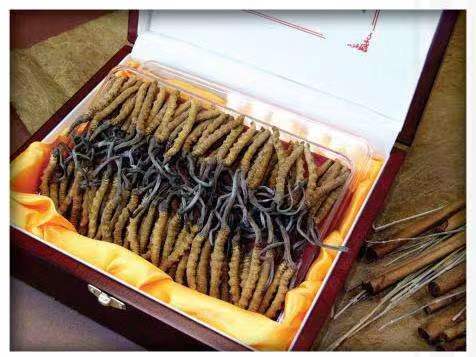 安福冬虫夏草回收